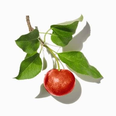 Apple Tree
