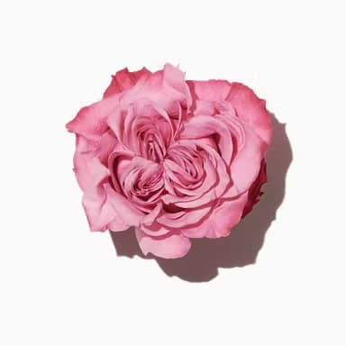 Damascena Rose