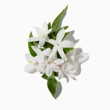 Jasmine Buds
