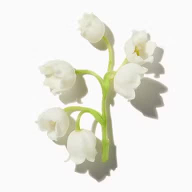 Lily of the Valley