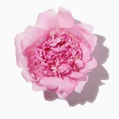 Peony