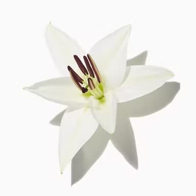 White Lily