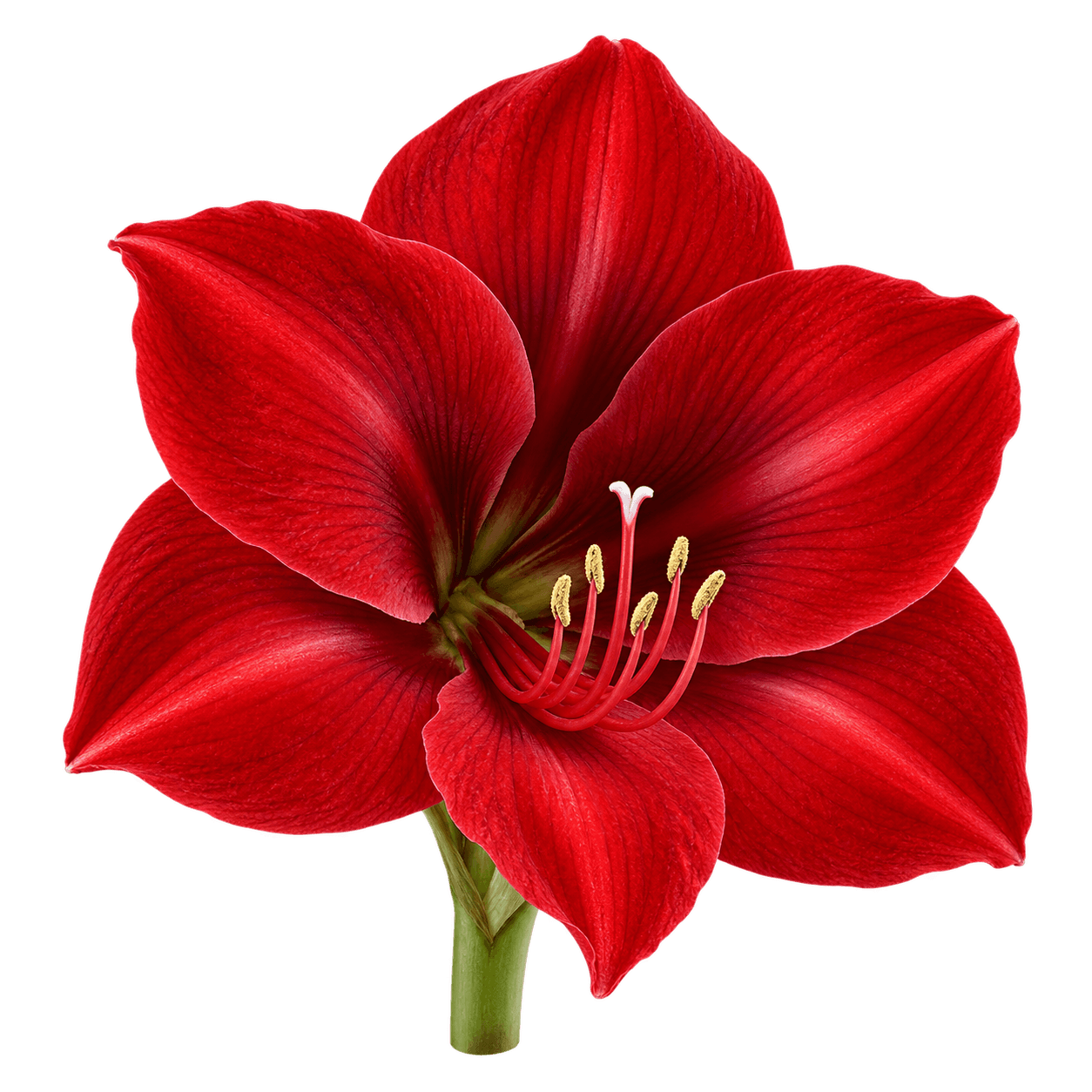 Amaryllis