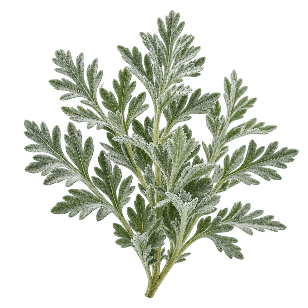 Artemisia