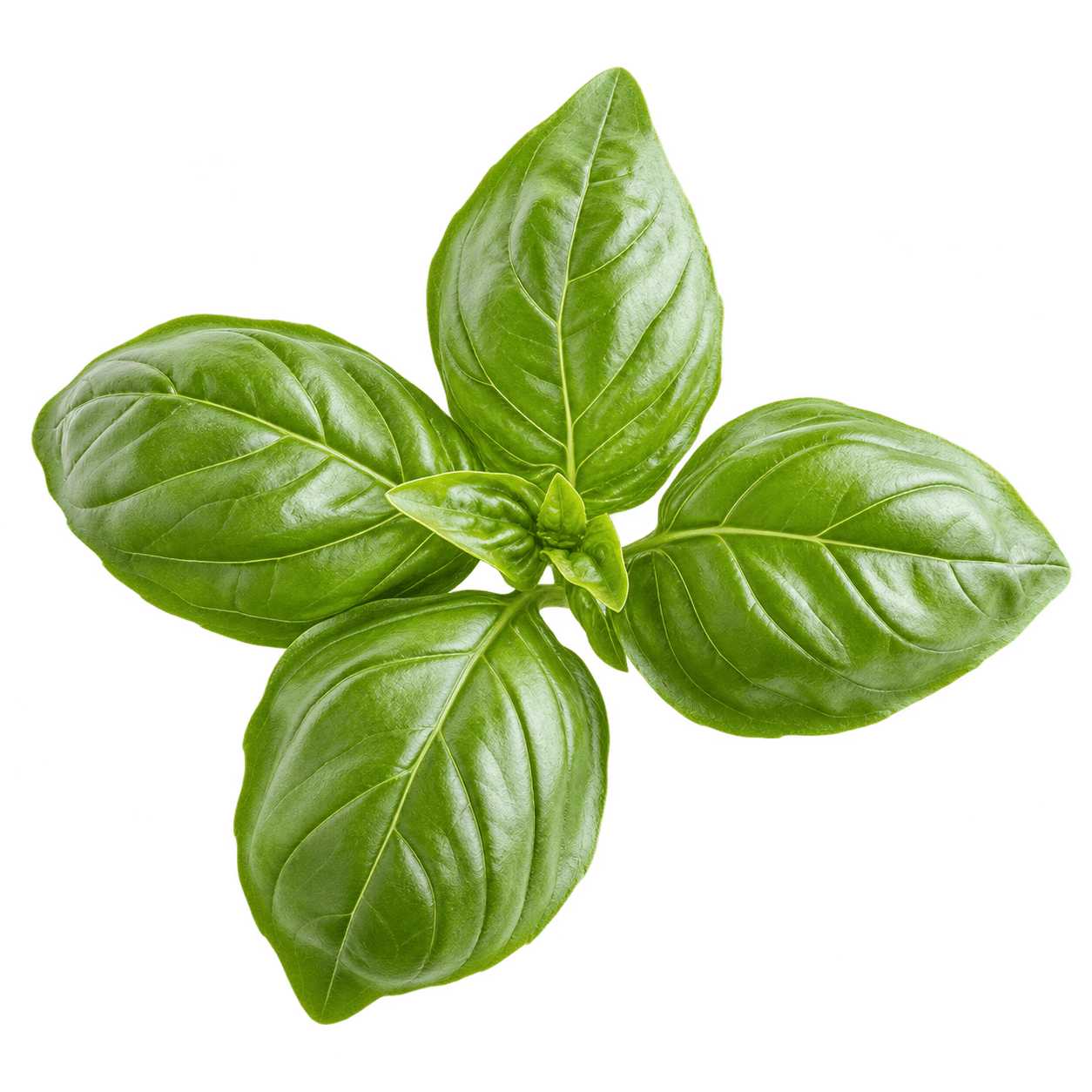 Basil