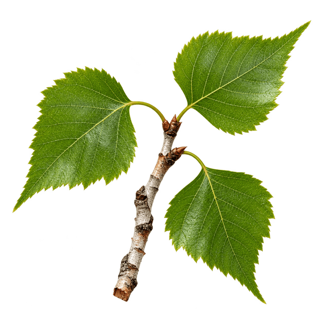 Birch Leaf