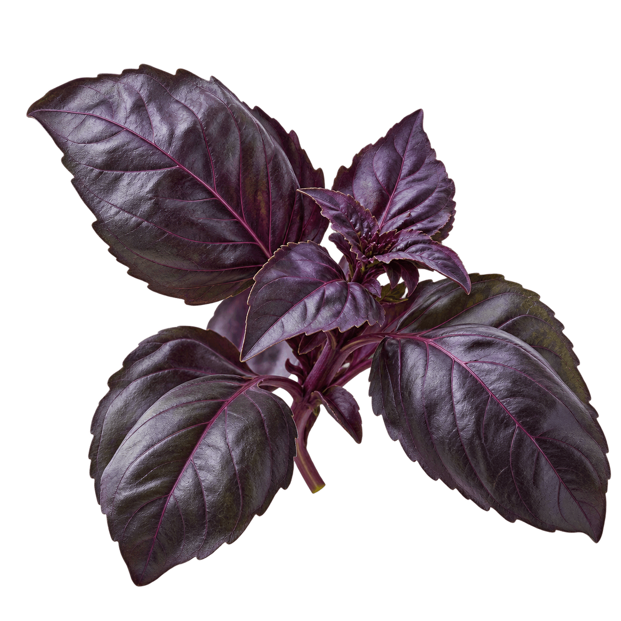 Black Basil