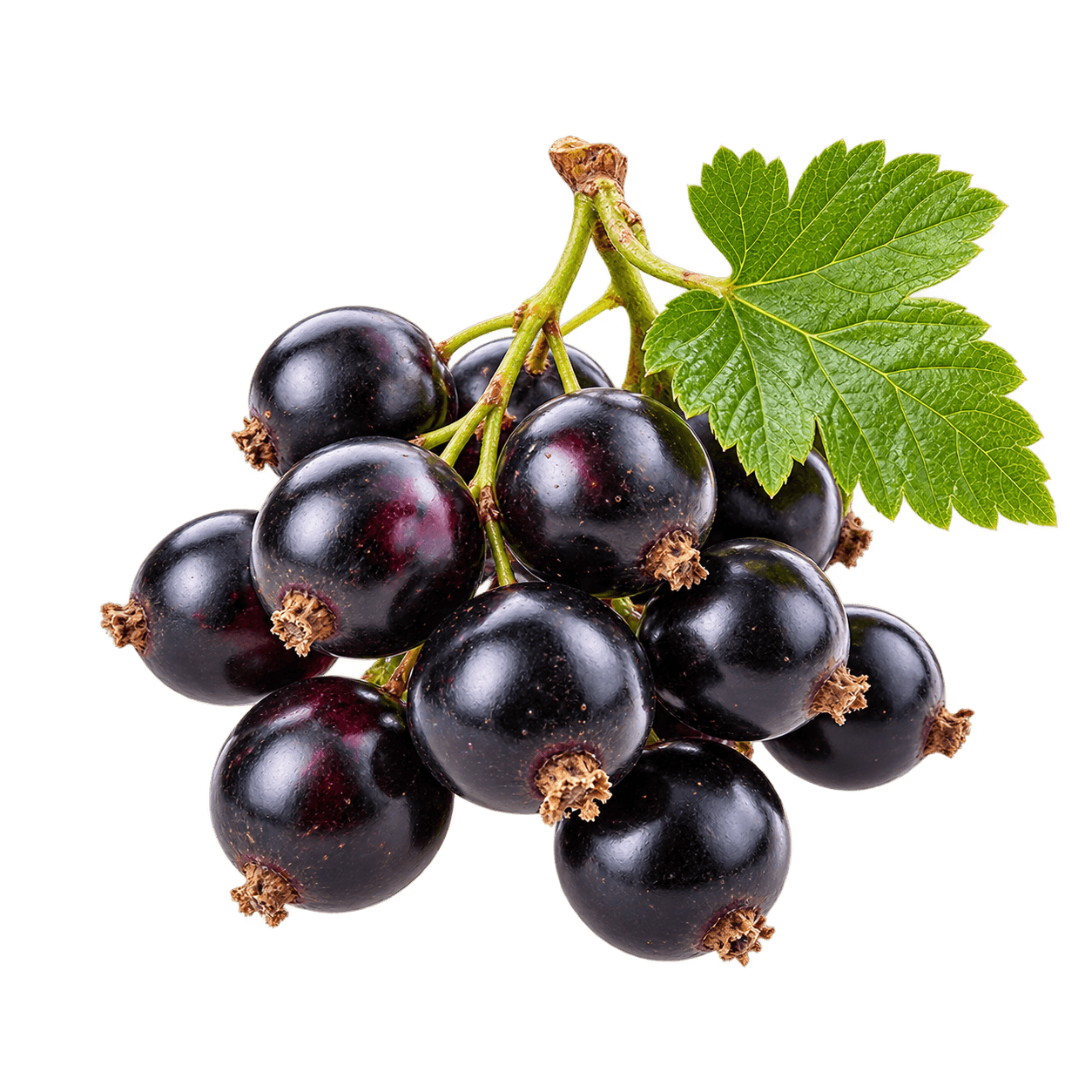 Blackcurrant