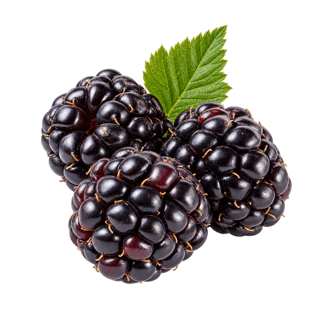 Blackberry