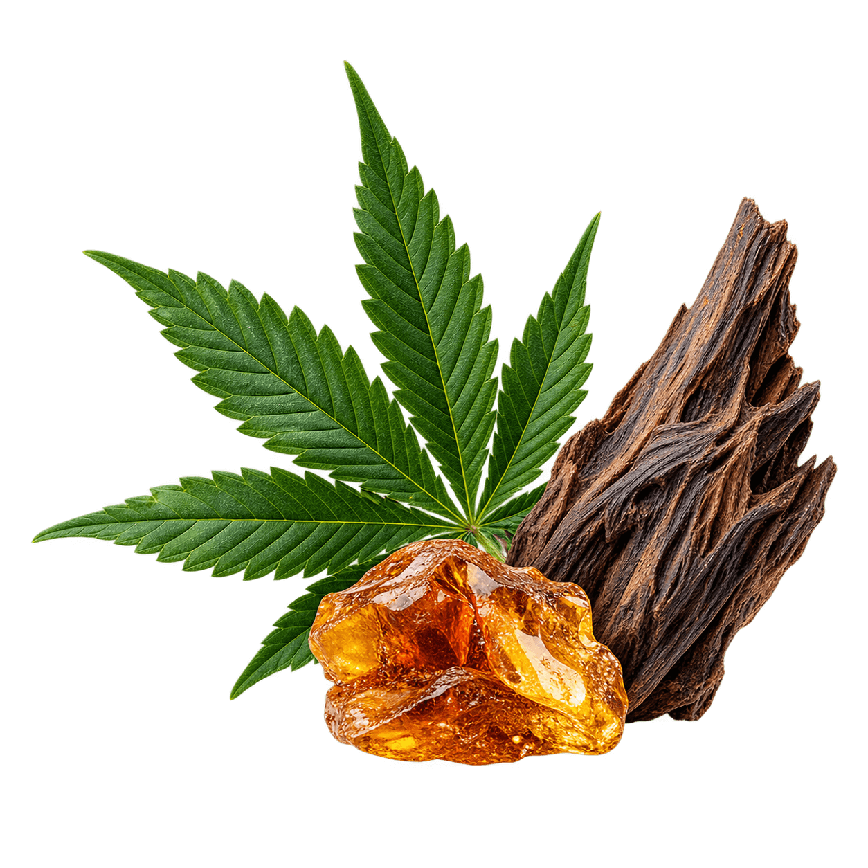 Cannabis Accord