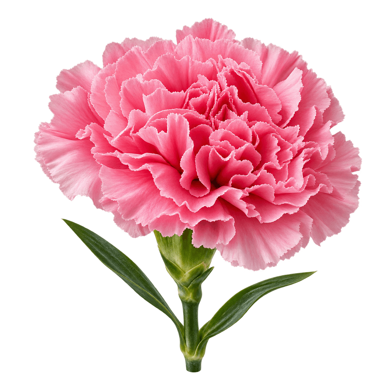 Carnation