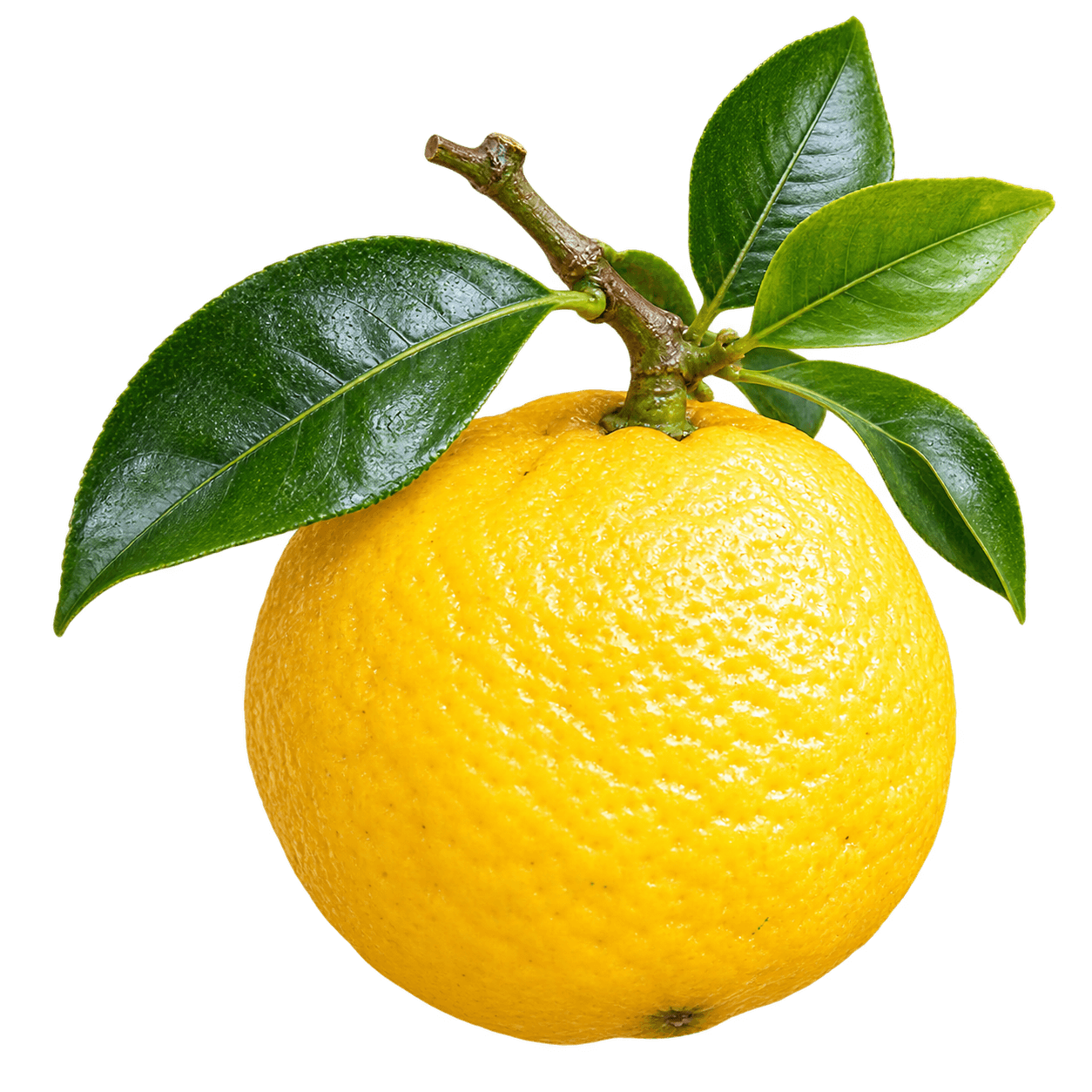 Chinotto