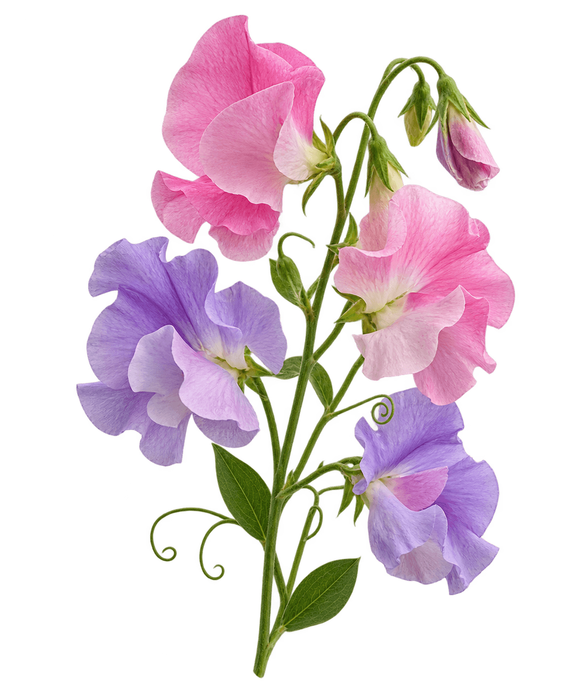 Sweet Pea