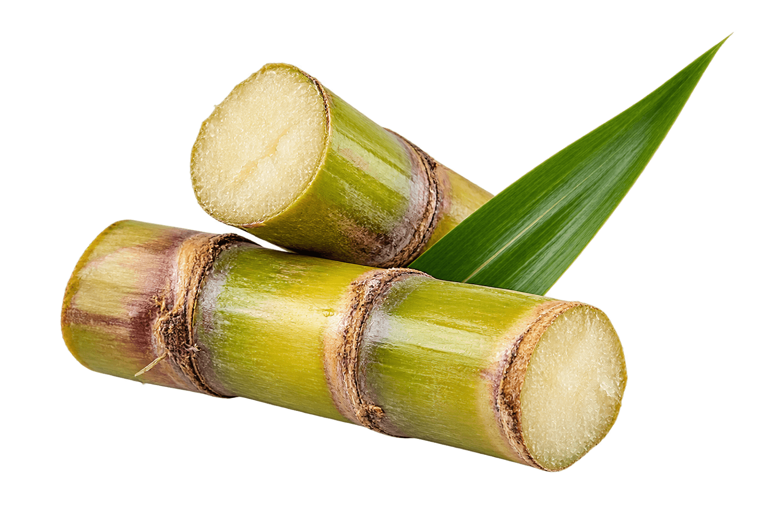Sugar Cane