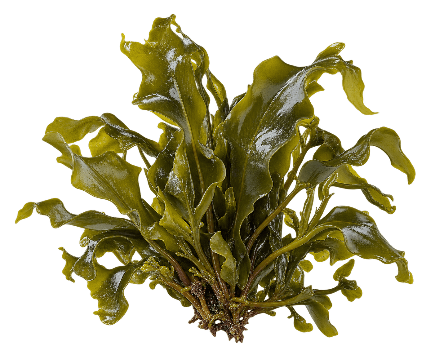Seaweed