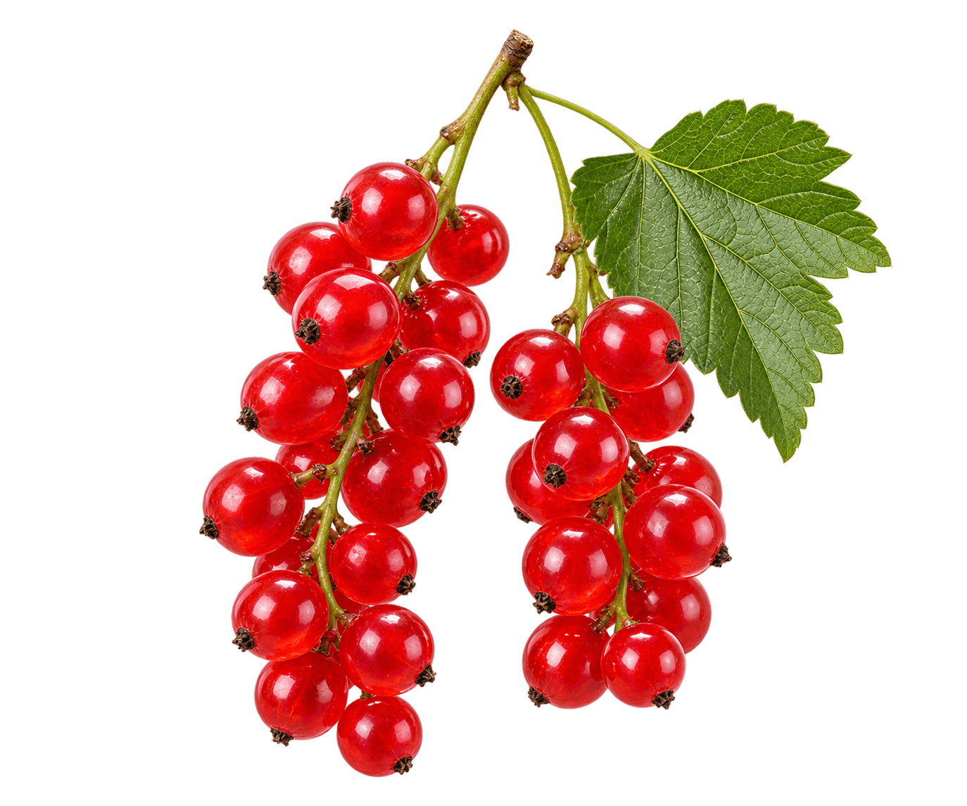 Red Currant