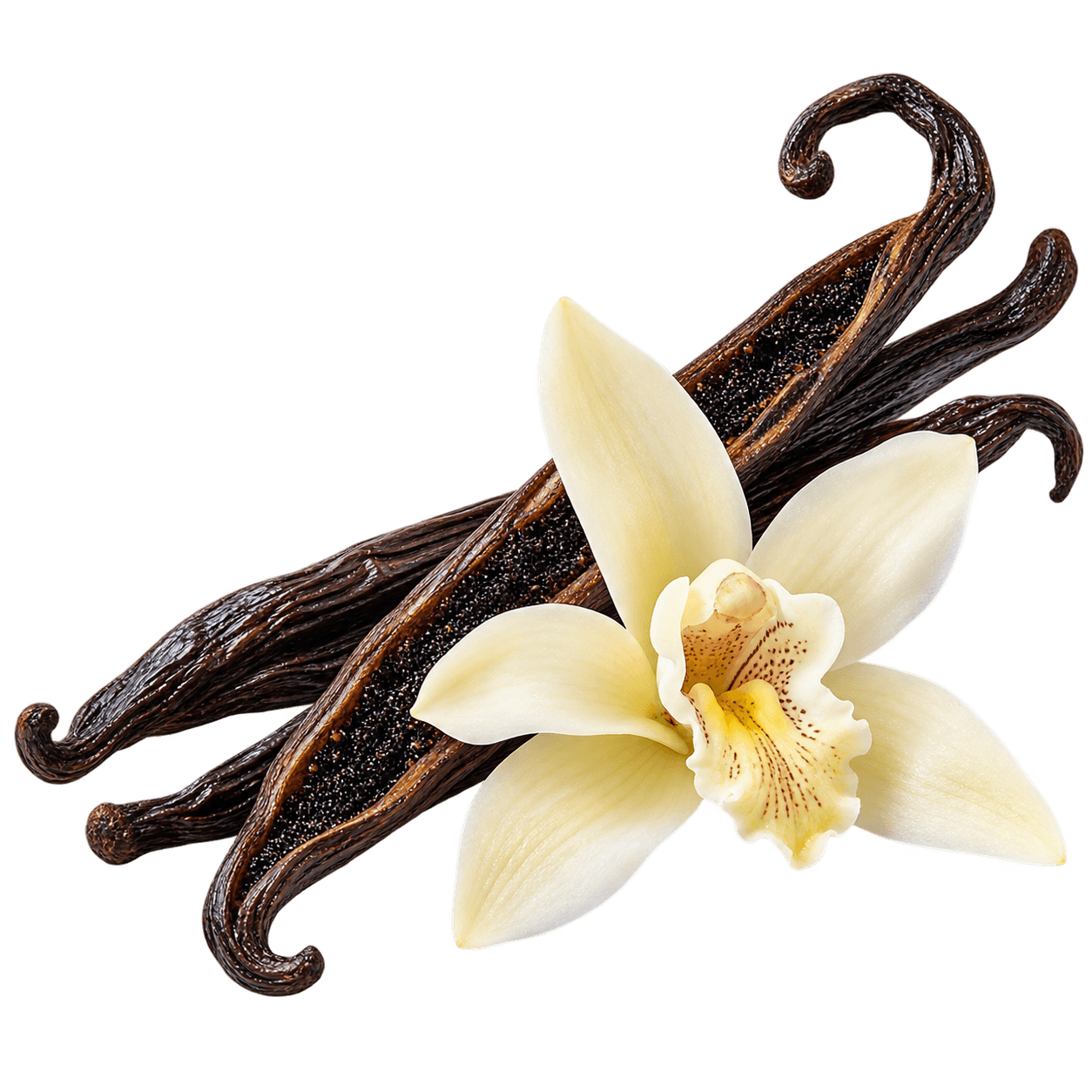 Madagascar Vanilla