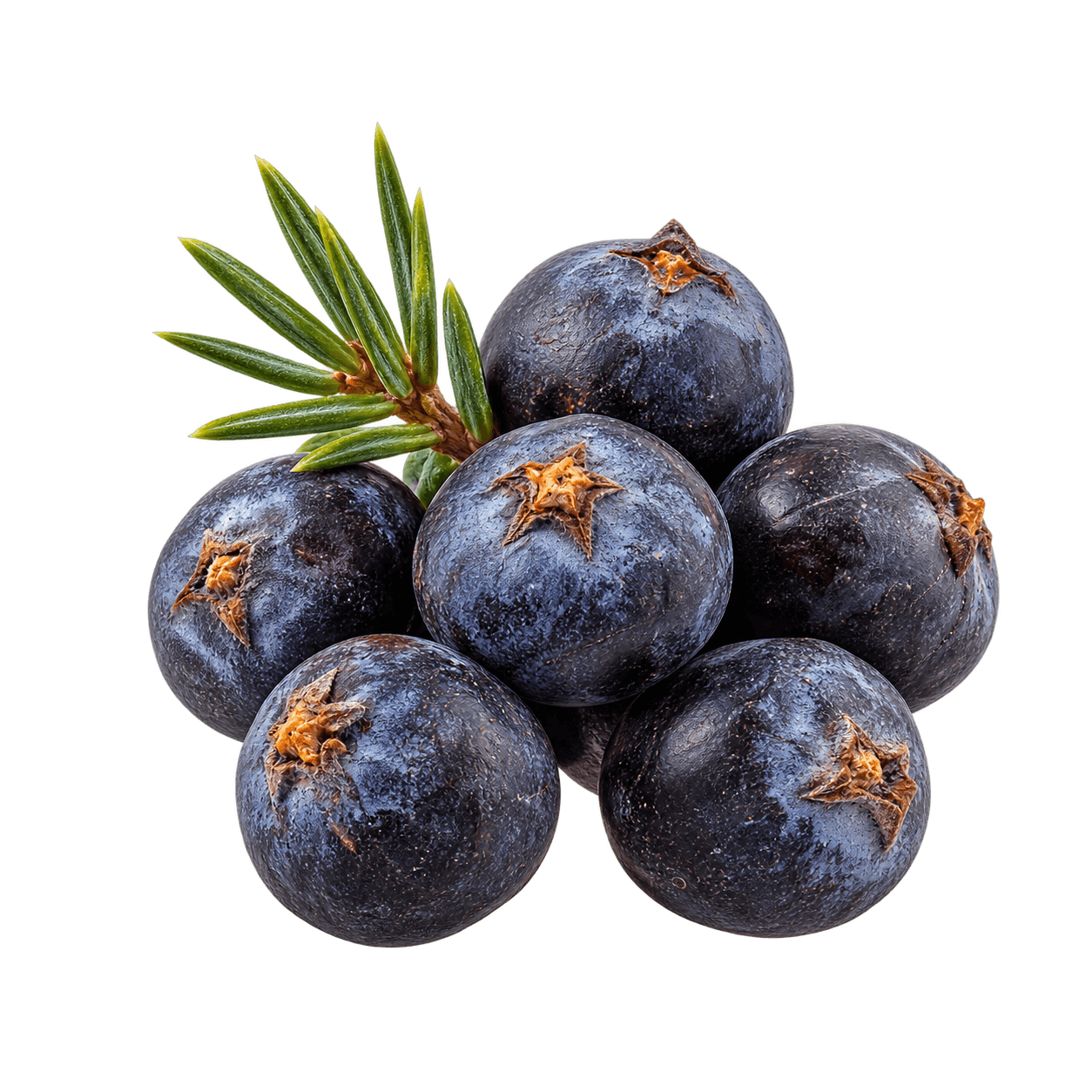 Juniper Berries