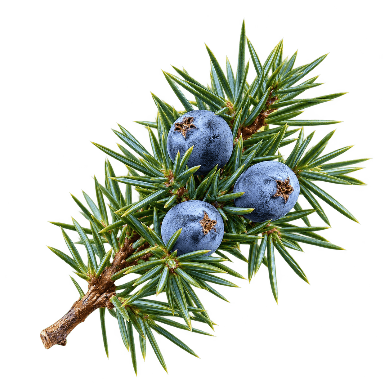 Juniper