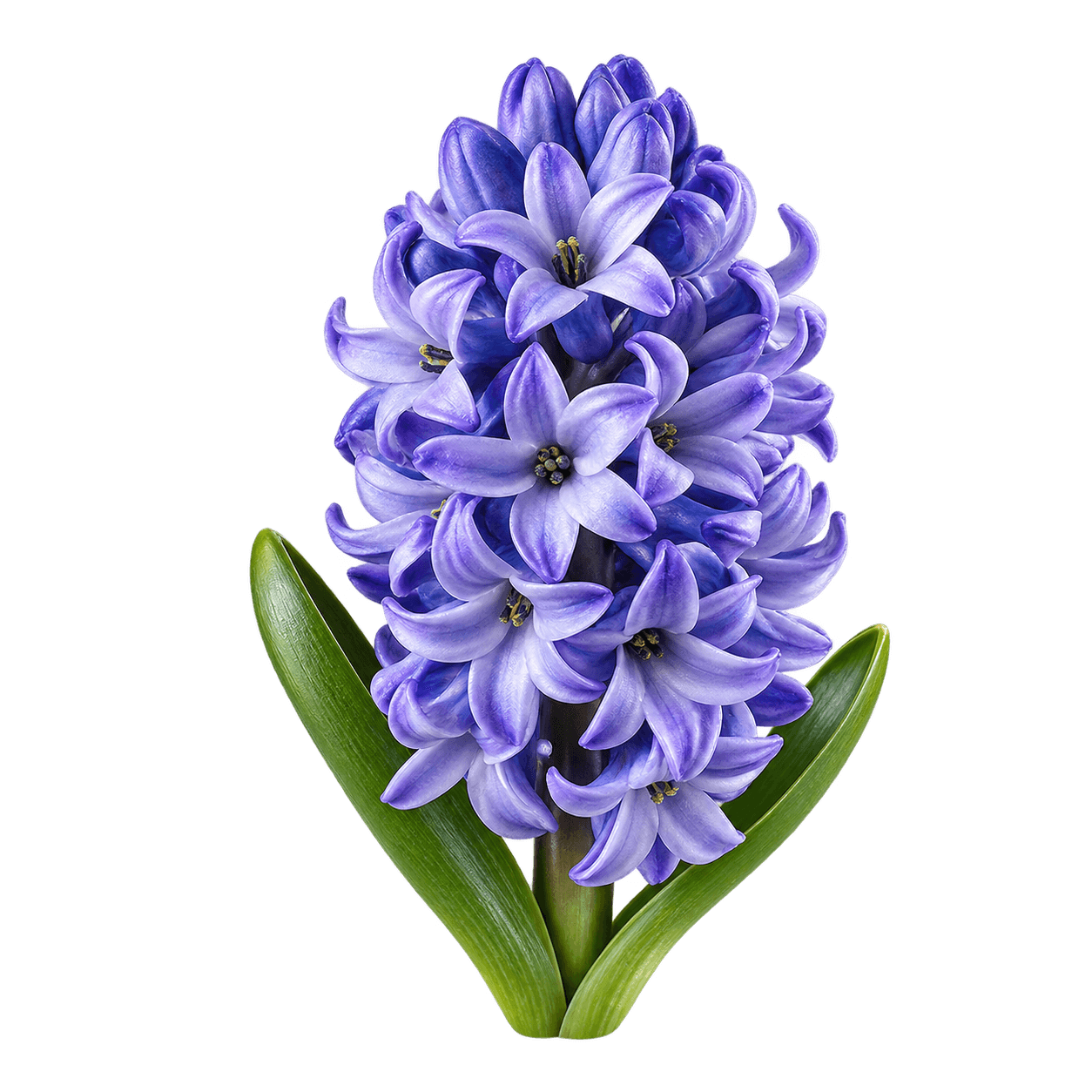 Hyacinth