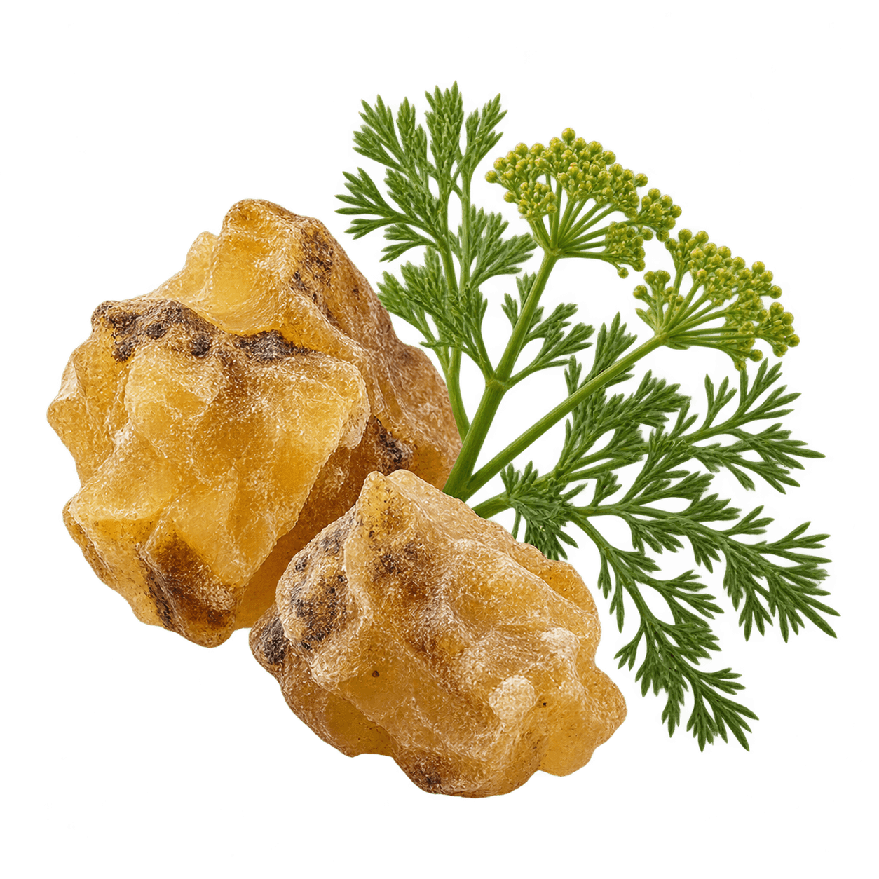 Galbanum