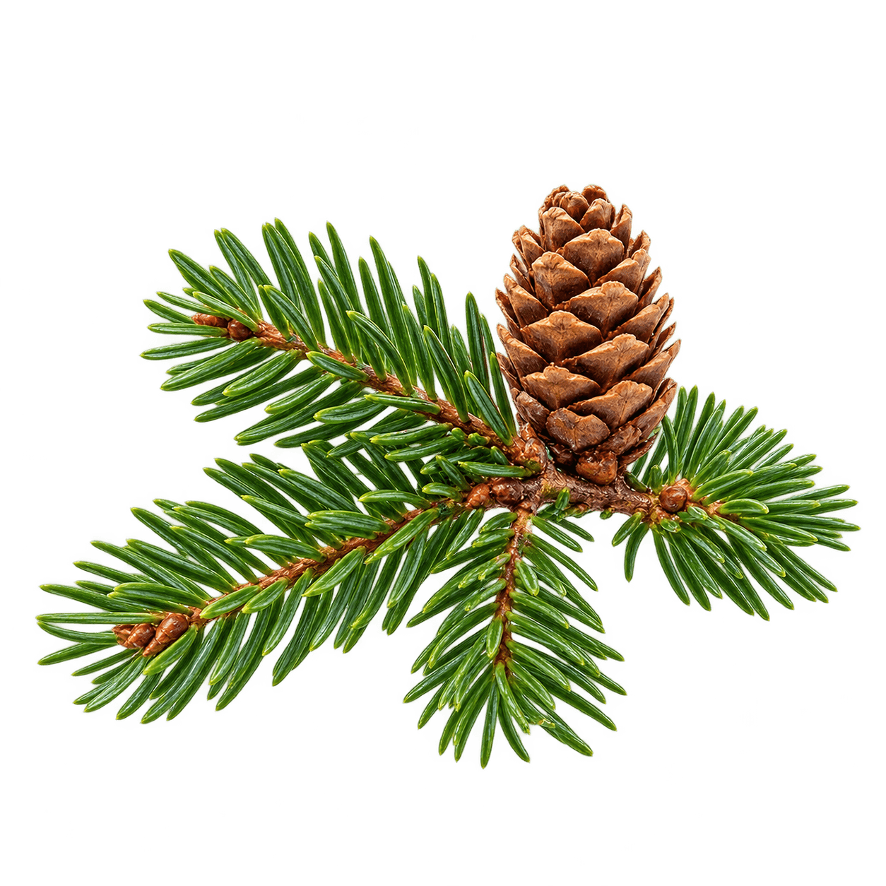 Fir