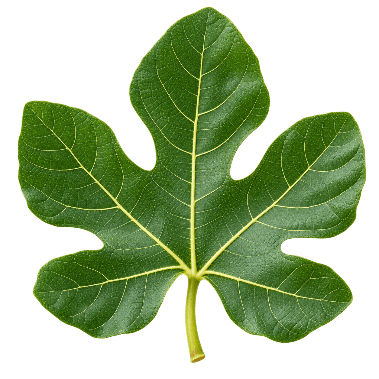 Fig Leaf