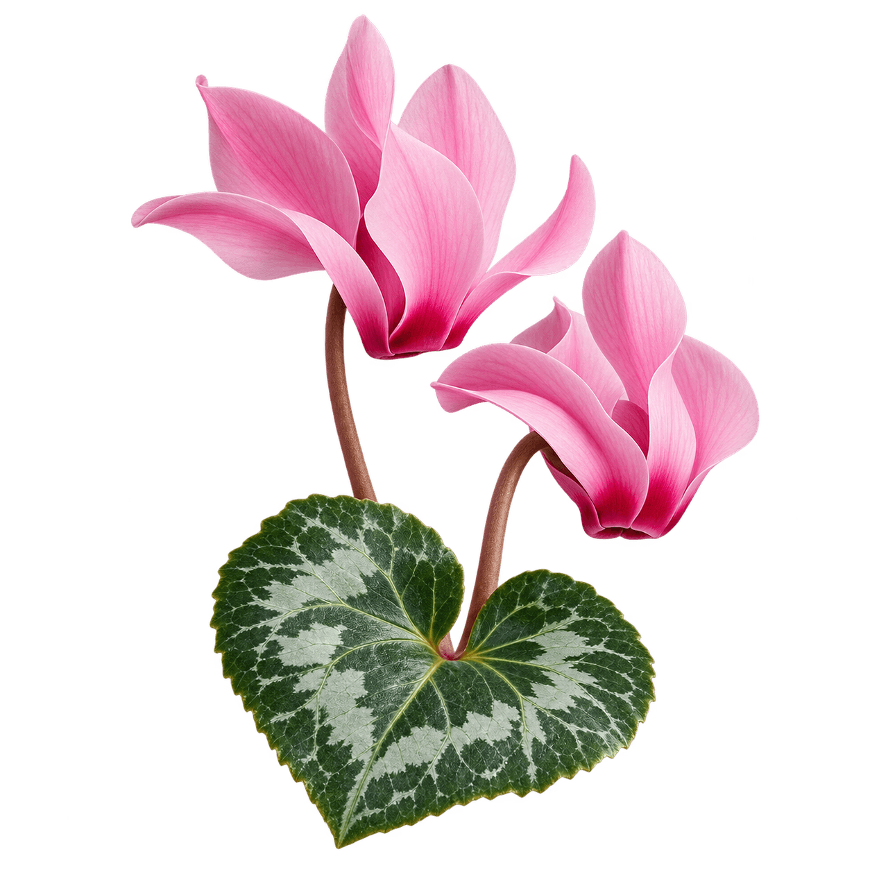 Cyclamen