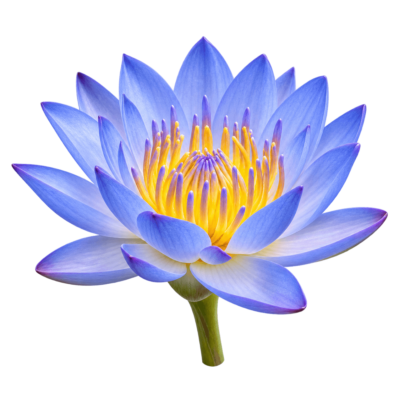 Blue Lotus