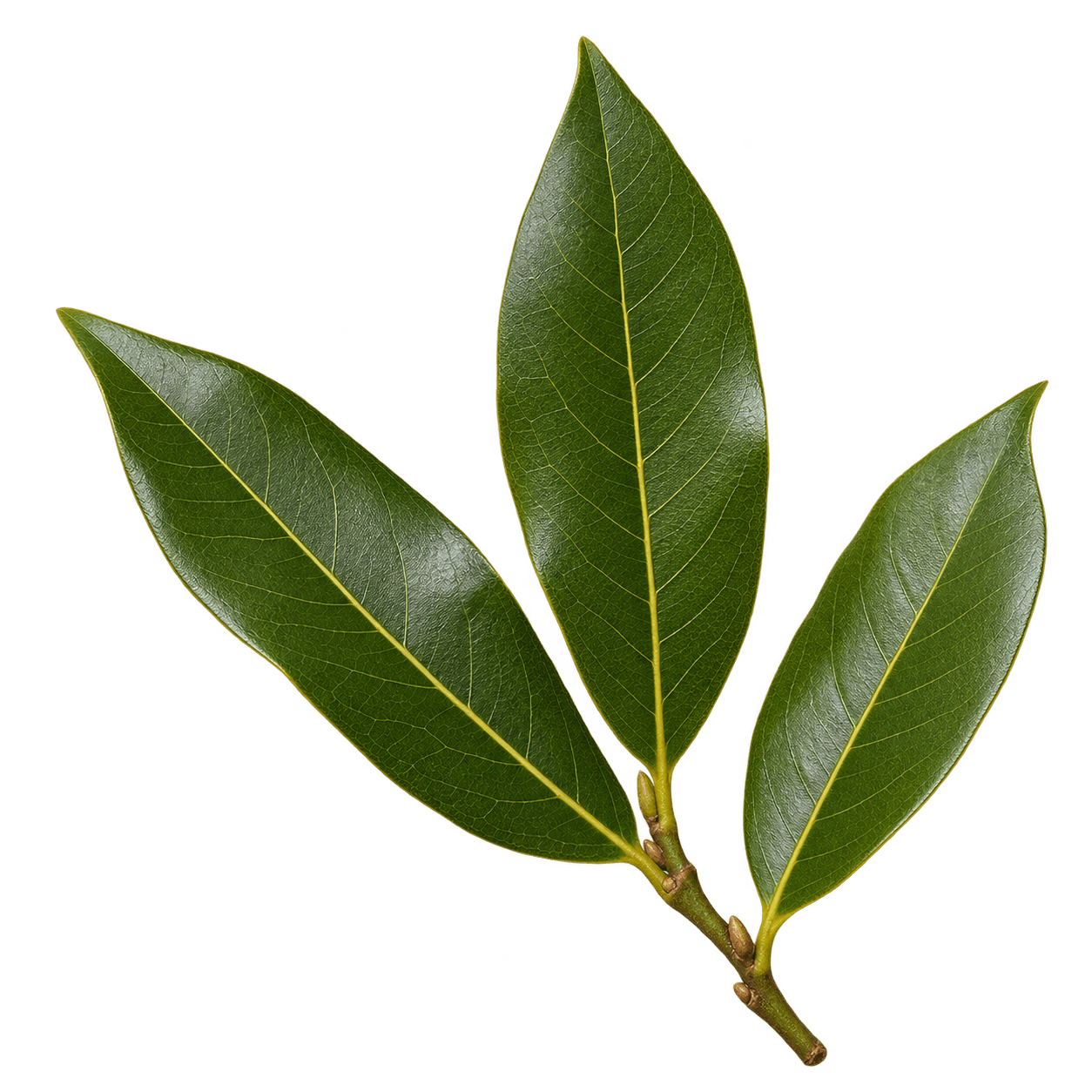 Bay Leaf