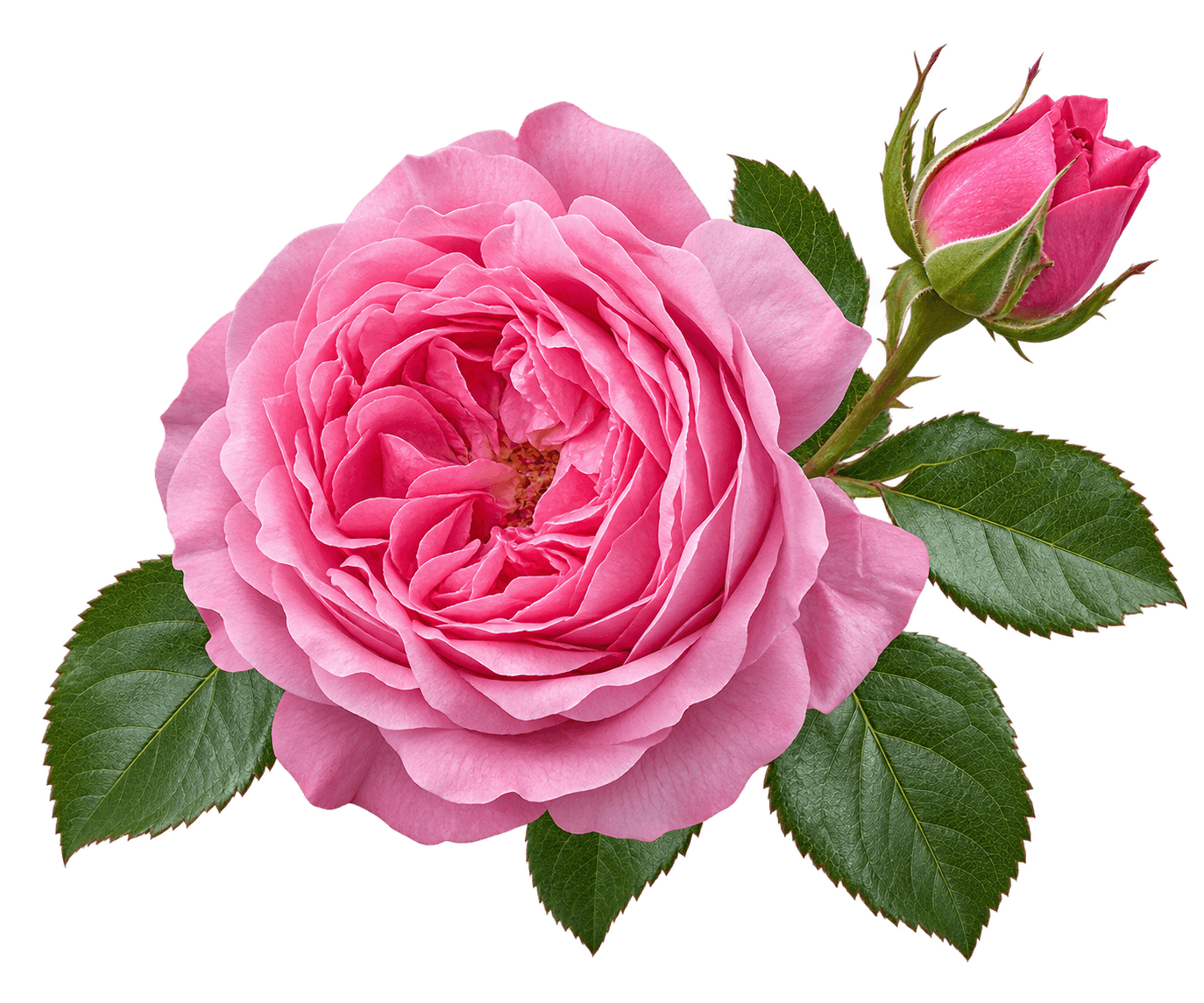 Turkish Rose