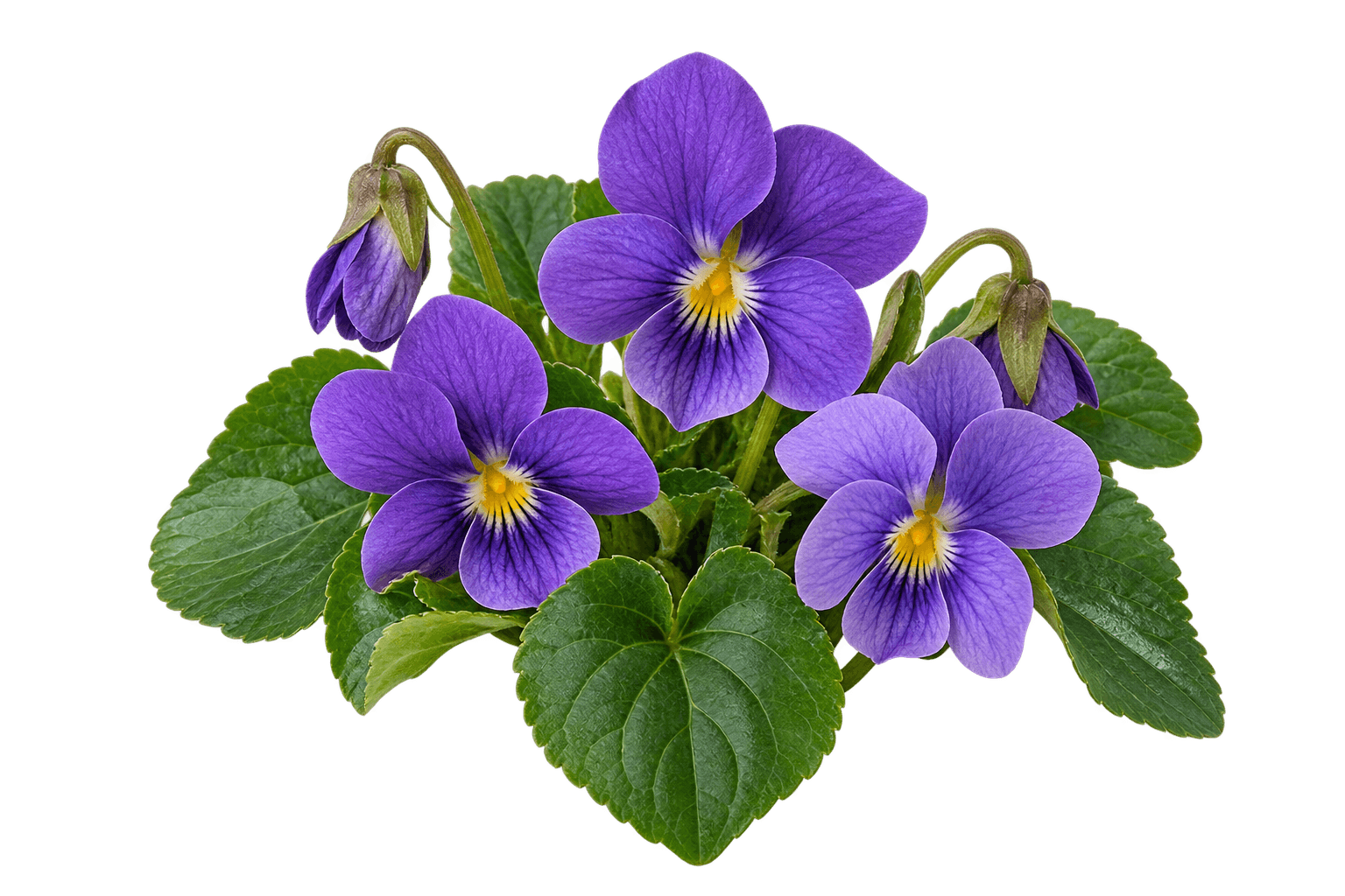 Violet