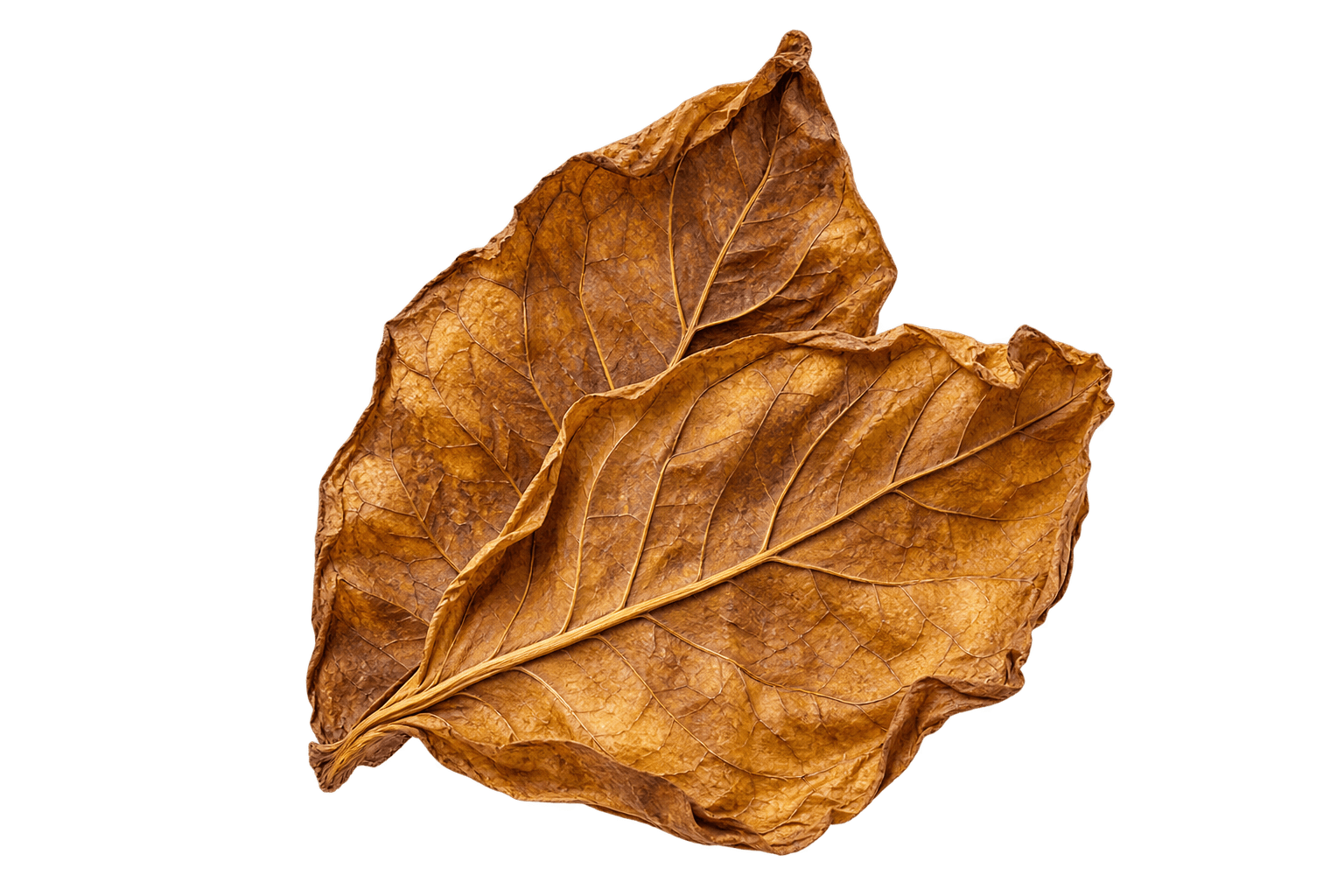 Tobacco Leaf