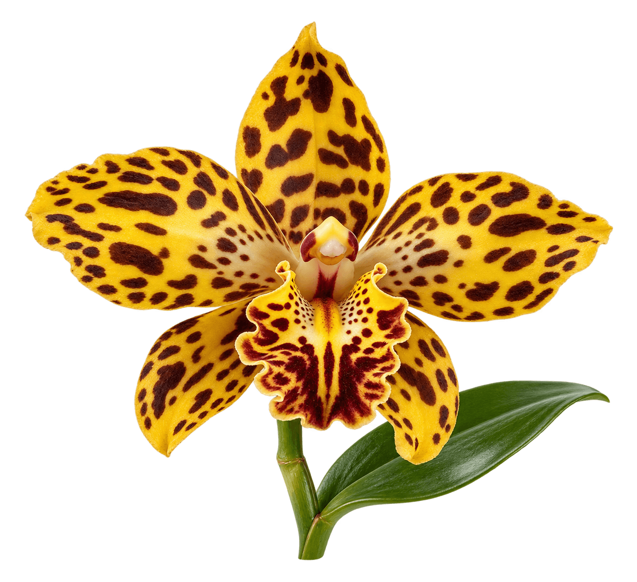Tiger Orchid
