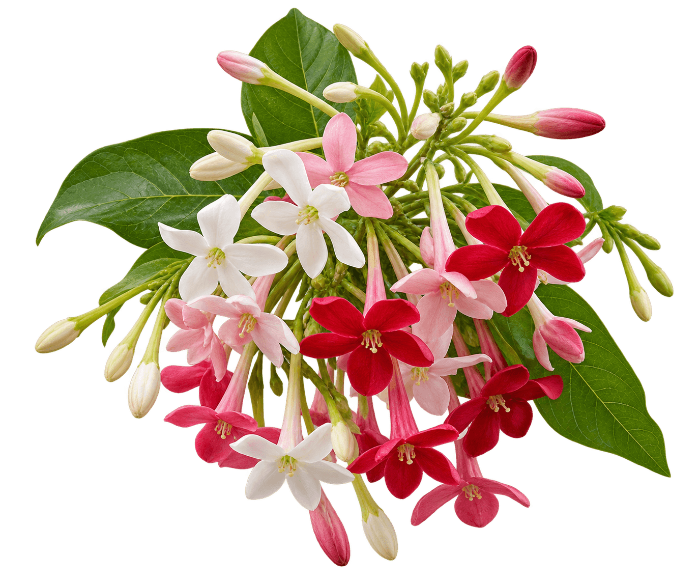 Rangoon Creeper