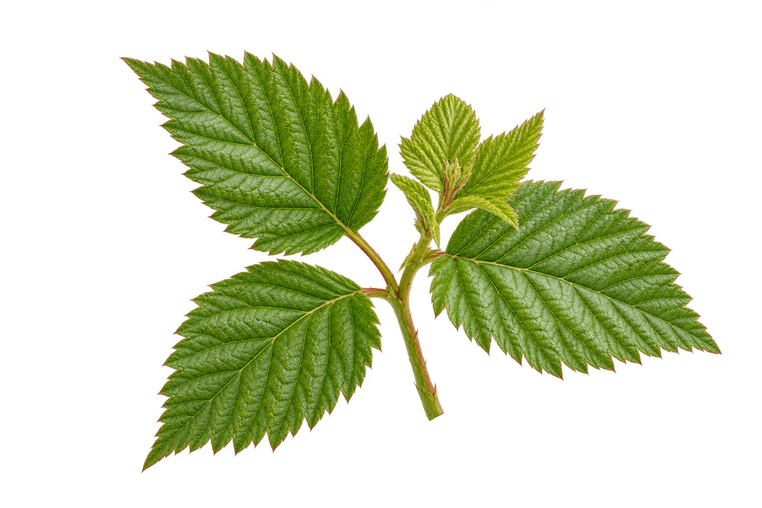 Raspberry Leaf