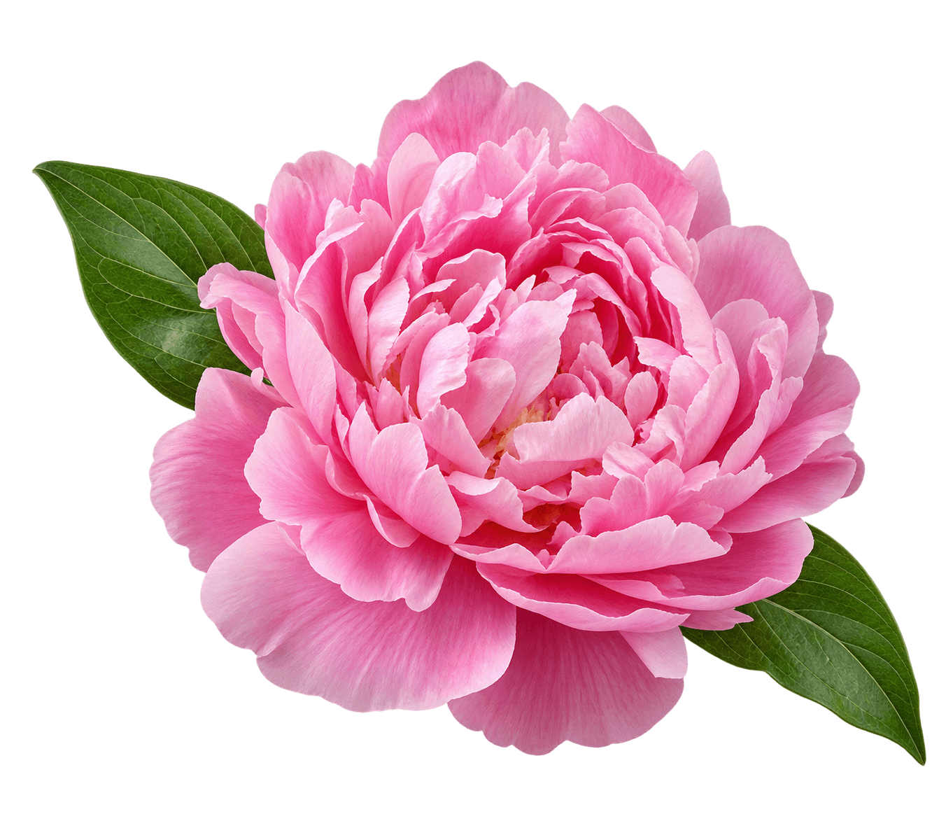 Pink Peony