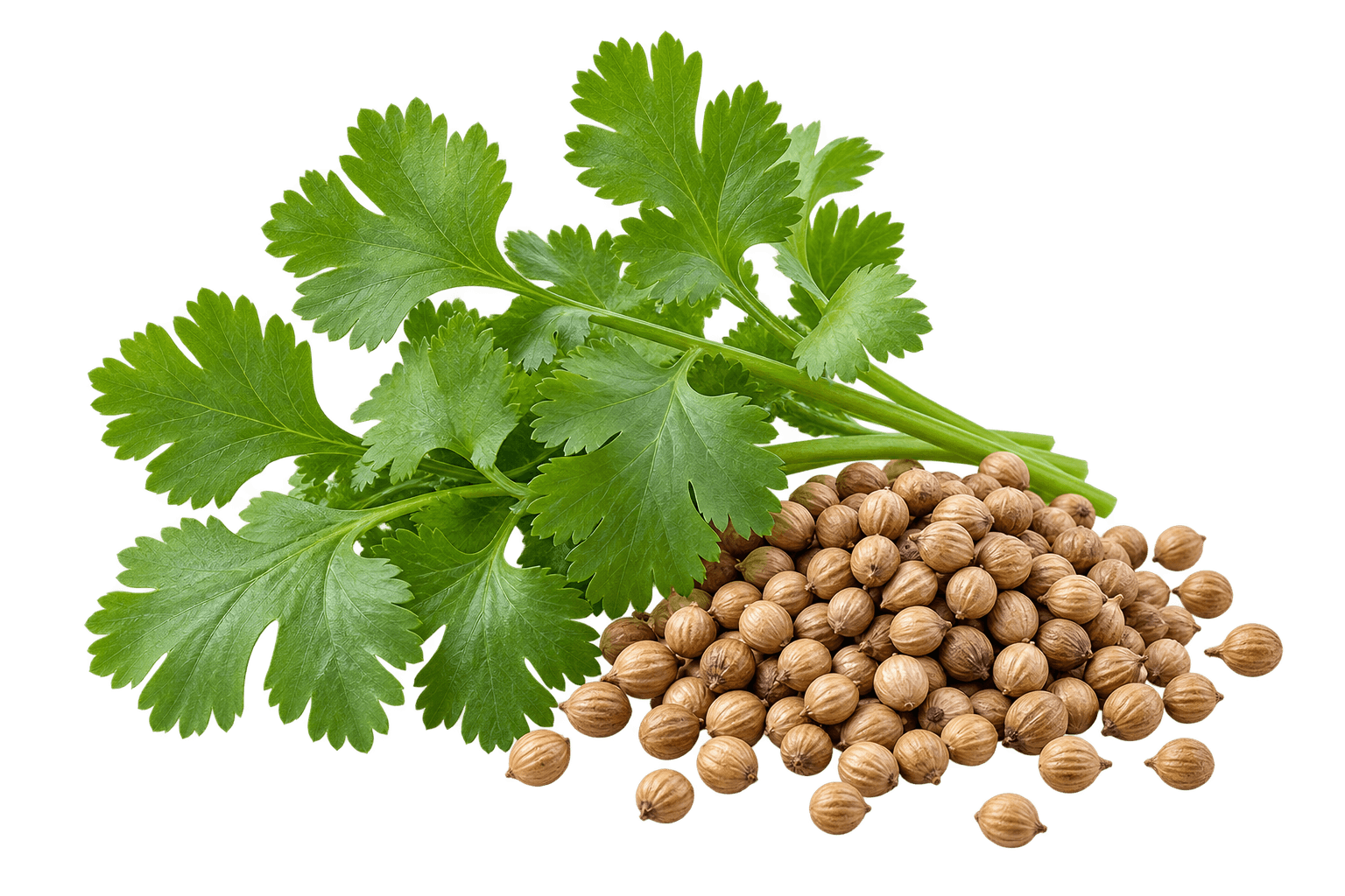 Coriander