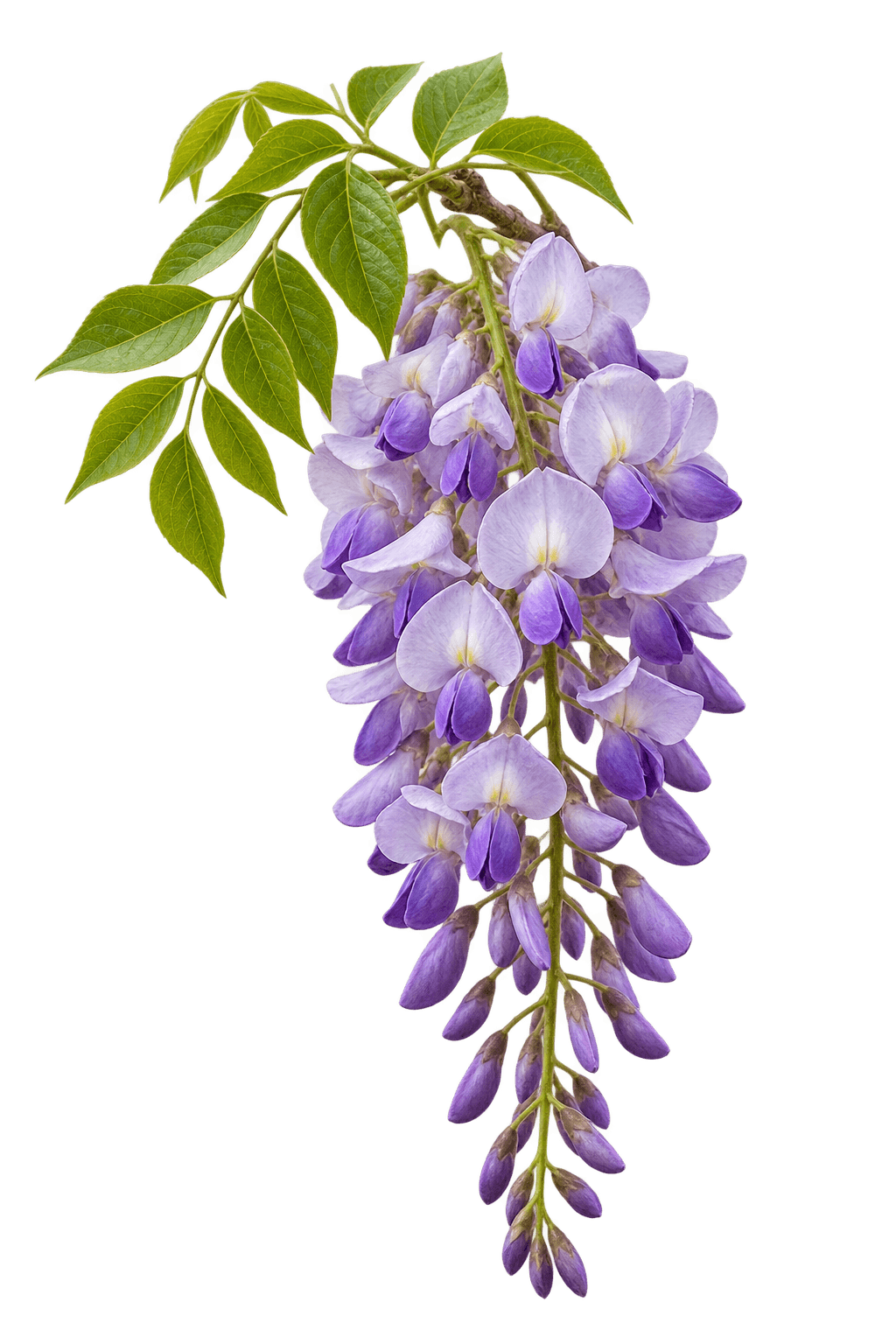 Wisteria