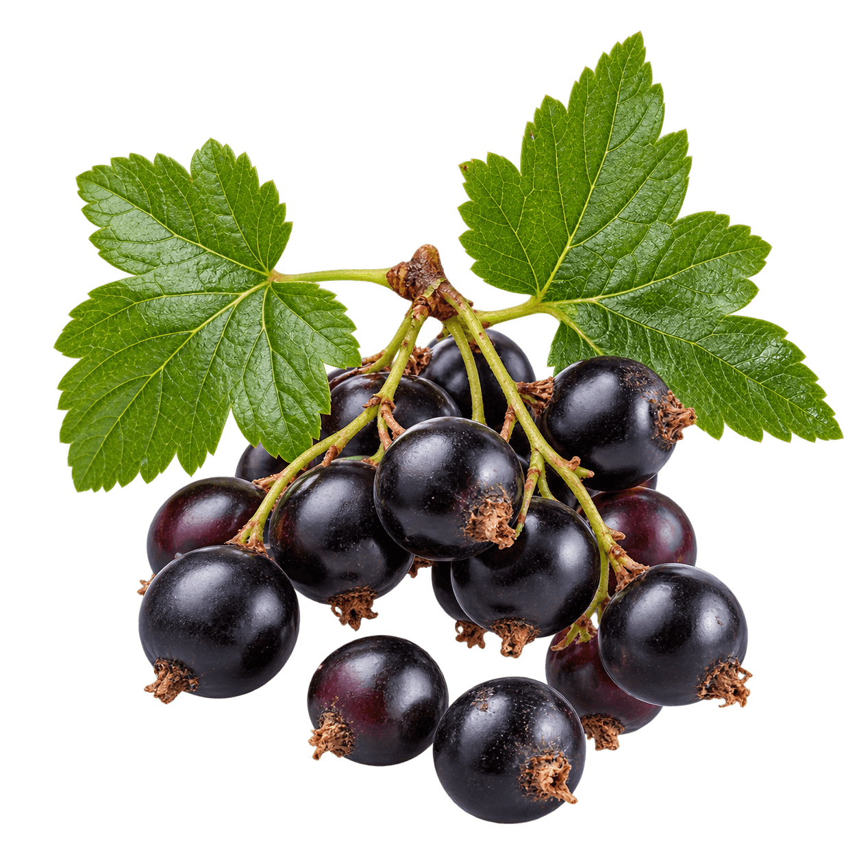 Black Currant