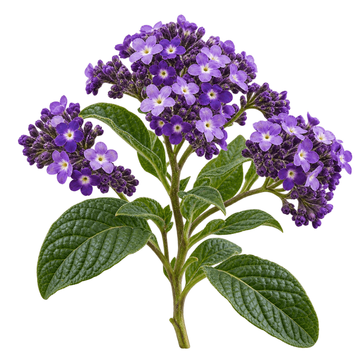 Heliotrope