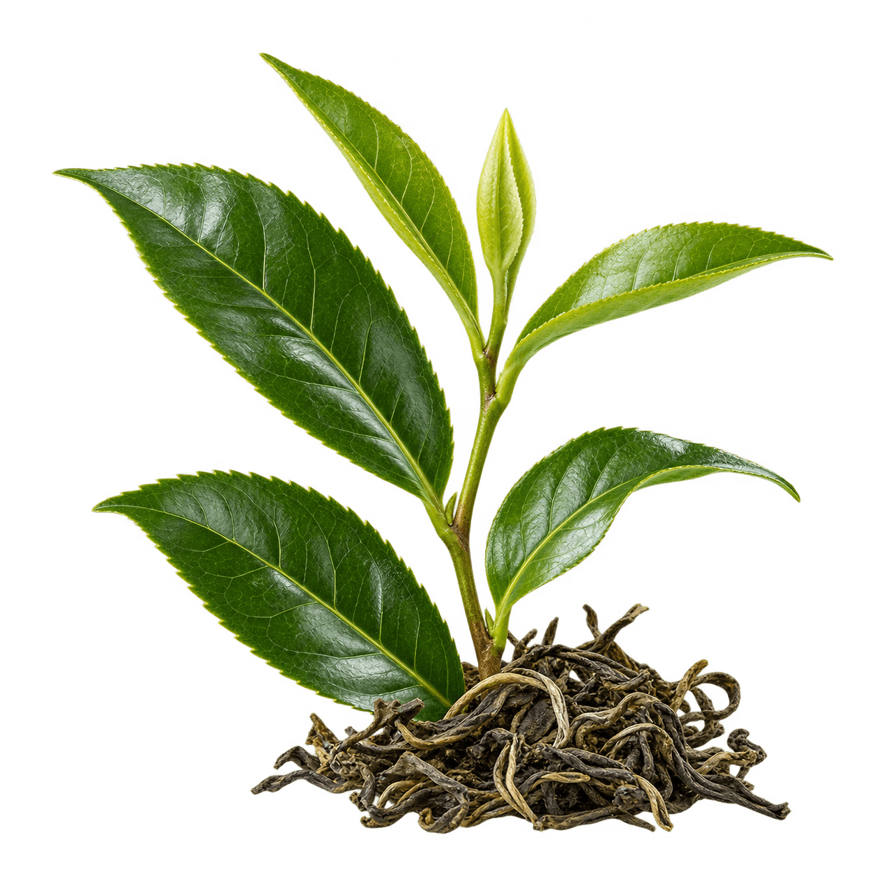 Tea